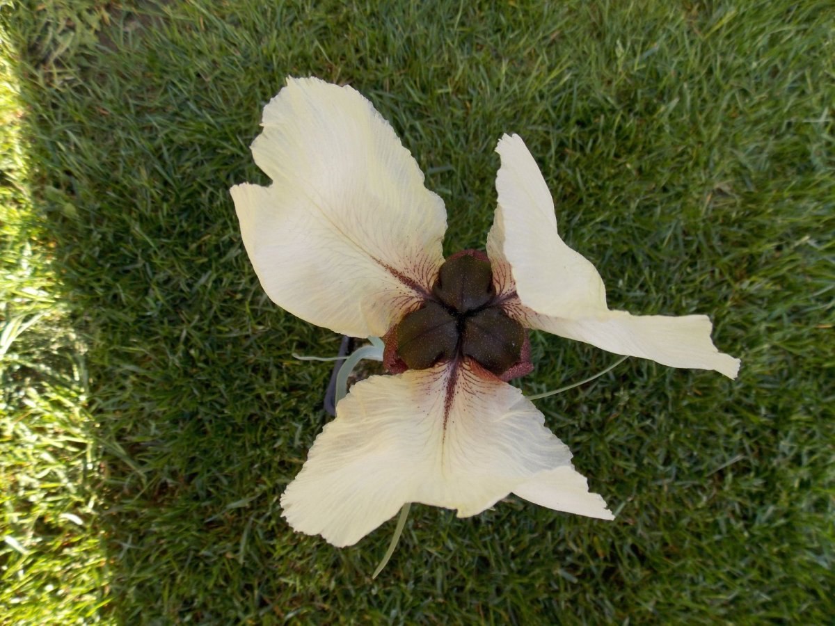 Iris elegantisima3
