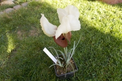 Iris elegantisima1