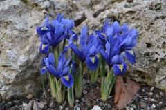 Iris reticulata_3